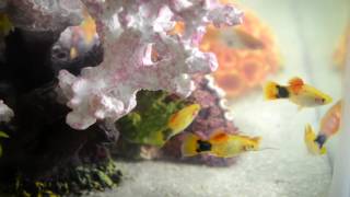 Freshwater Fantasy Reef Aquarium for Kids by Drs. Foster and Smith Pet Supplies 1,453 views 7 years ago 32 seconds