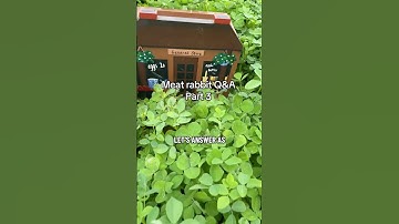 Meat rabbit Q&A part 3