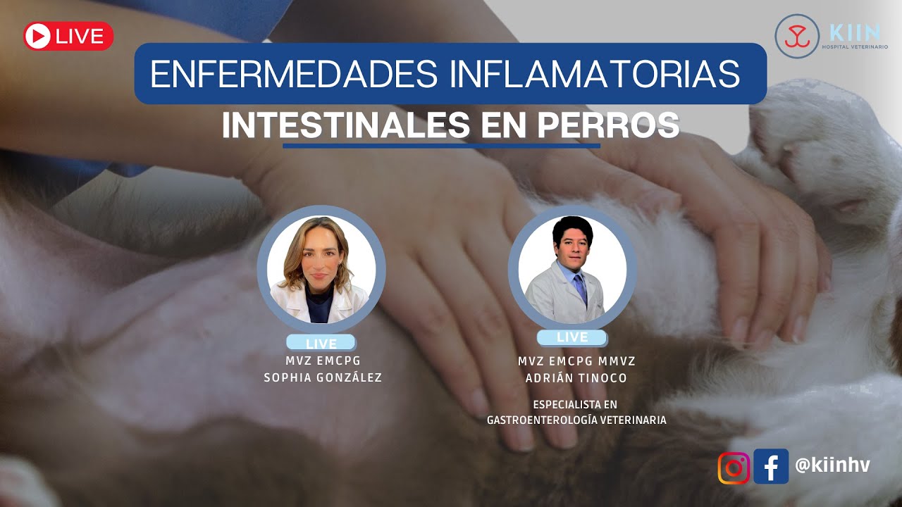 Enfermedades inflamatorias intestinales en perros y gatos