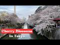 Top 5 Best Places to See Cherry Blossom in Tokyo, 2025