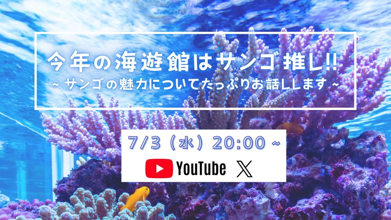 今年の海遊館はサンゴ推し！～サンゴの魅力についてたっぷりお話しします～
