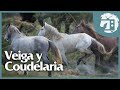 Grandes yeguadas de europa   portugal veiga y coudelaria nacional  1  caballos tv