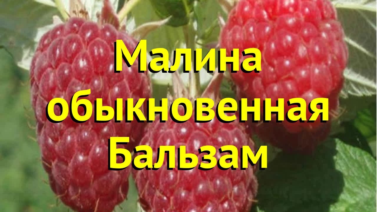 Малина сорт бальзам отзывы