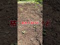2年前の乾燥させたタネを植えたら発芽して大きくなりすぎたので堆肥で超雑な家庭菜園始めました #shorts