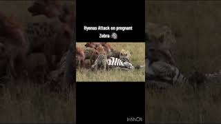 Imagine Being Eating Alive By Hyenas