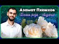 Азамат Пхешхов – Белая роза - свидание | Шансон Юга