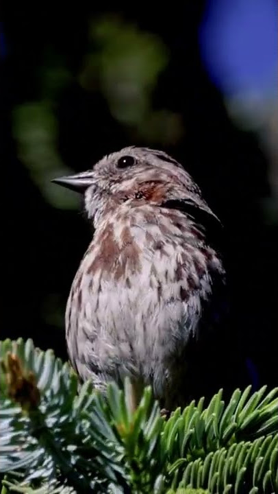 Listen to the Beautiful Melody of the Song Sparrow!