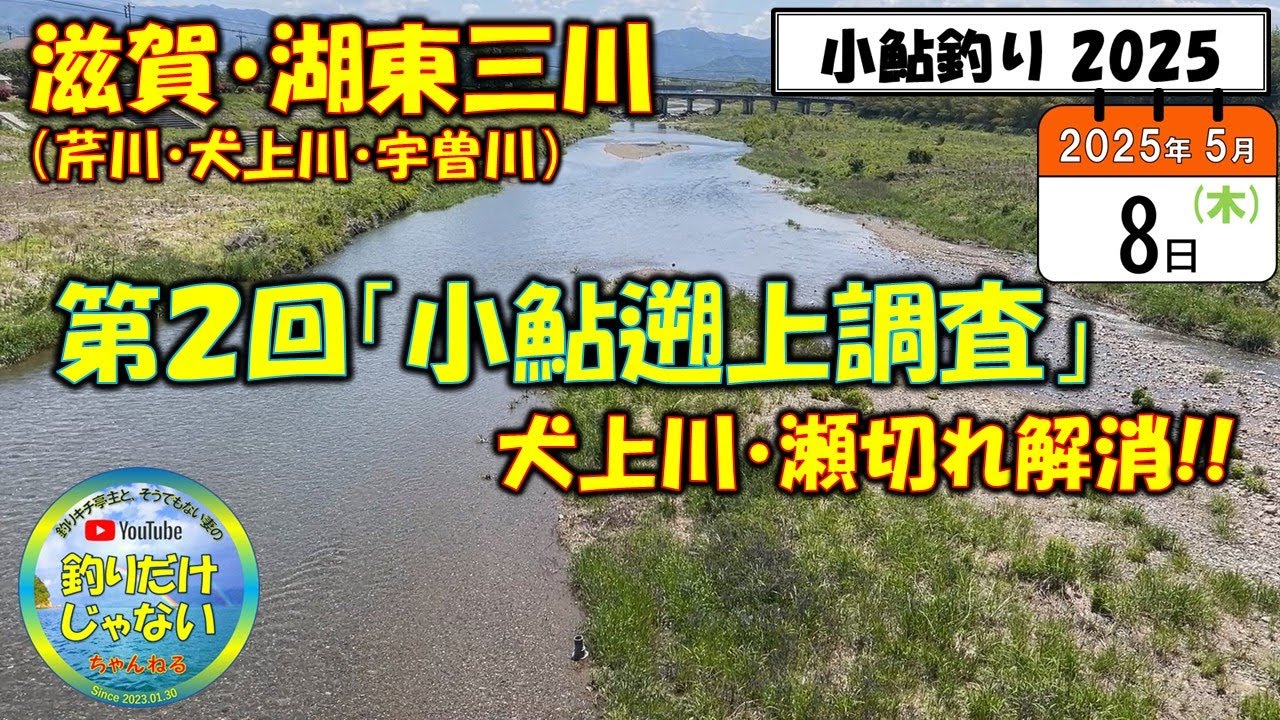 【小鮎釣り2025】第2回「小鮎遡上調査」、滋賀・湖東三川（芹川・犬上川・宇曽川）