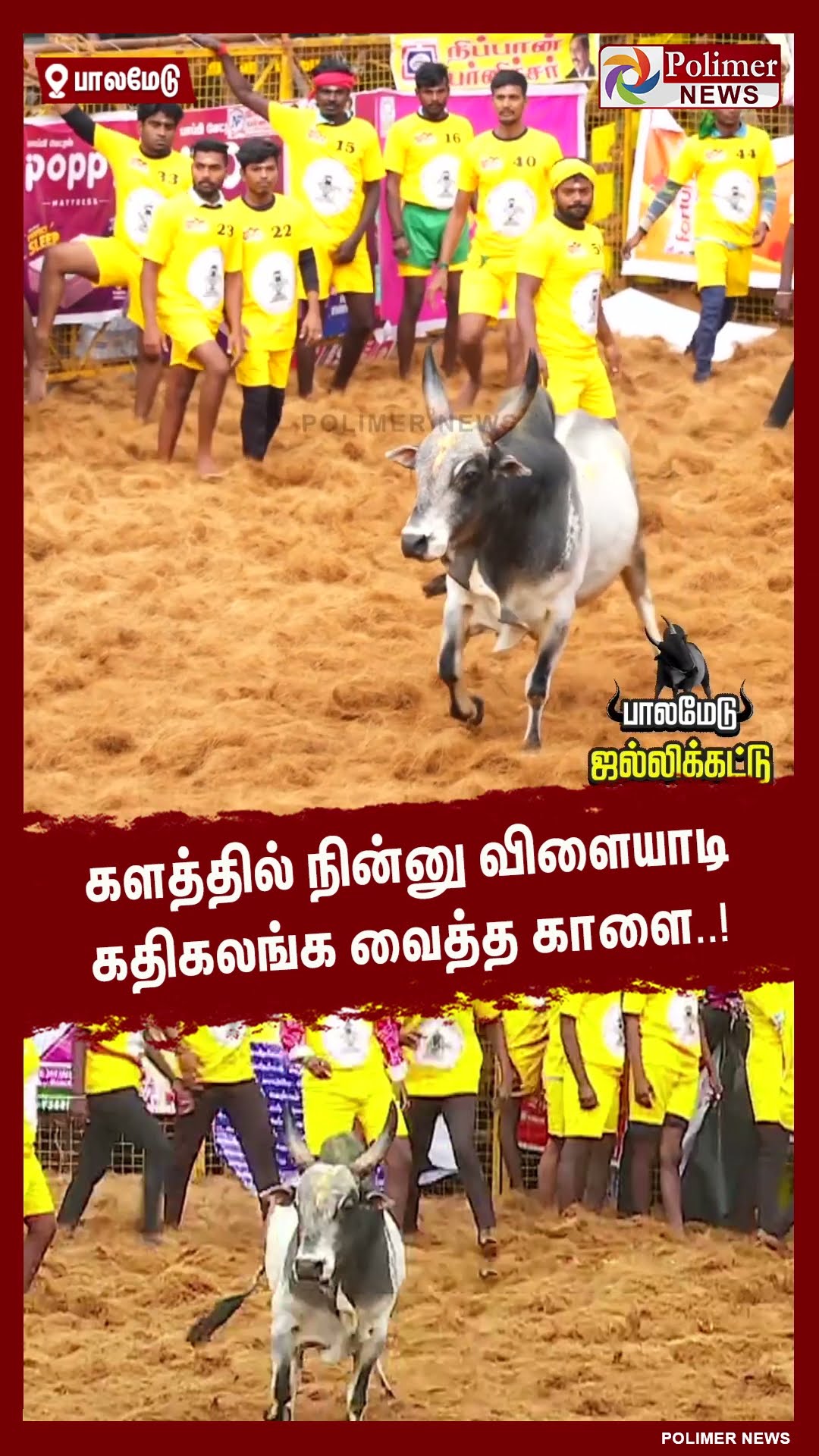 களத்தில் நின்னு விளையாடி கதிகலங்க வைத்த காளை..!  #shorts | #palamedujallikattu