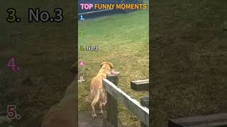 Funniest Animal Fails Ever Caught on Camera 😂 Best Funny Dogs And Cats #funny #dog #cat #funnyvideo