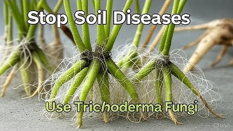 How to Use Trichoderma Fungi to Protect Plants from Soil Diseases