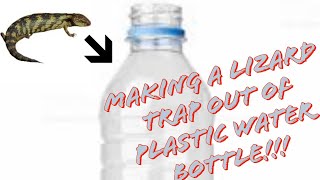How to make a diy lizard trap!!!! “Very Easy”