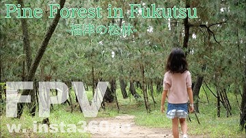 [FPV]Pine Forest in Fukutsu Powered by Mobula7 & insta360go