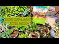 Potting Soil Mixture for Indoor Plants | Houseplant Custom Soil Mix | Repotting Houseplants Video