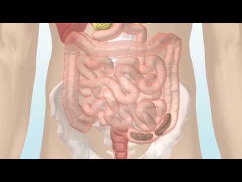 How the Digestive System Works