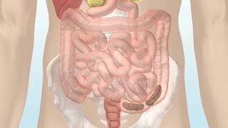 How the Digestive System Works