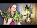 How I grew my own food with smart hydroponics