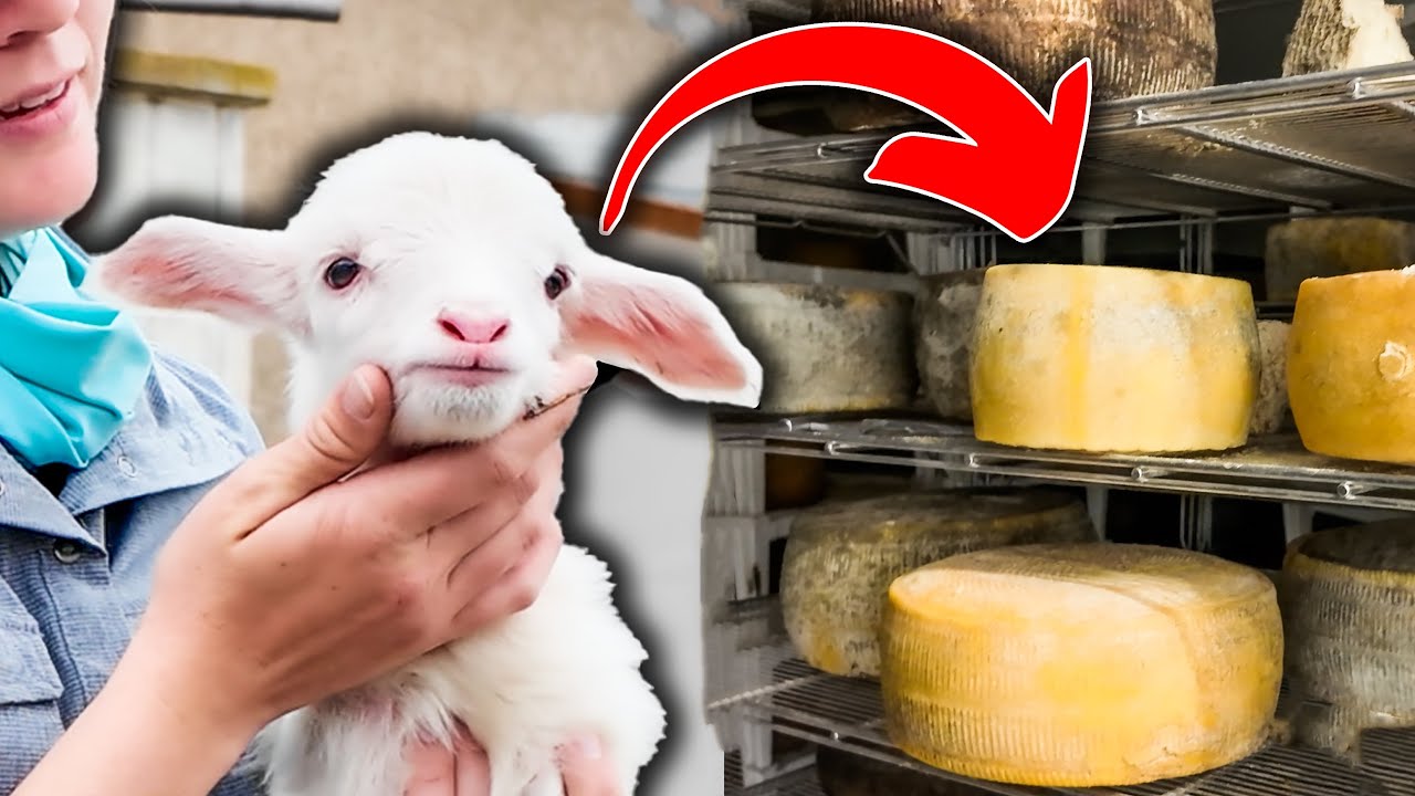 HOW TO MAKE SHEEP MILK CHEESE at home (step-by-step) 🧀🐑 Pecorino Romano Cheesemaking Italy Raw Dairy