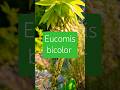 Something Different Eucomis Bicolor Tropical Plant | Pineapple Lily #garden #shorts #lily