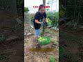 Le fruit du labeur : quand la terre récompense l’effort