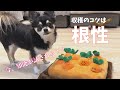 【ノーズワーク初挑戦】にんじん畑のおもちゃを根性で収穫する犬。