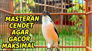 MASTERAN CENDET FULL ISIAN TEMBAKAN SUARA JERNIH BERSIH COCOK UNTUK GURU VOCAL BURUNG JUARA