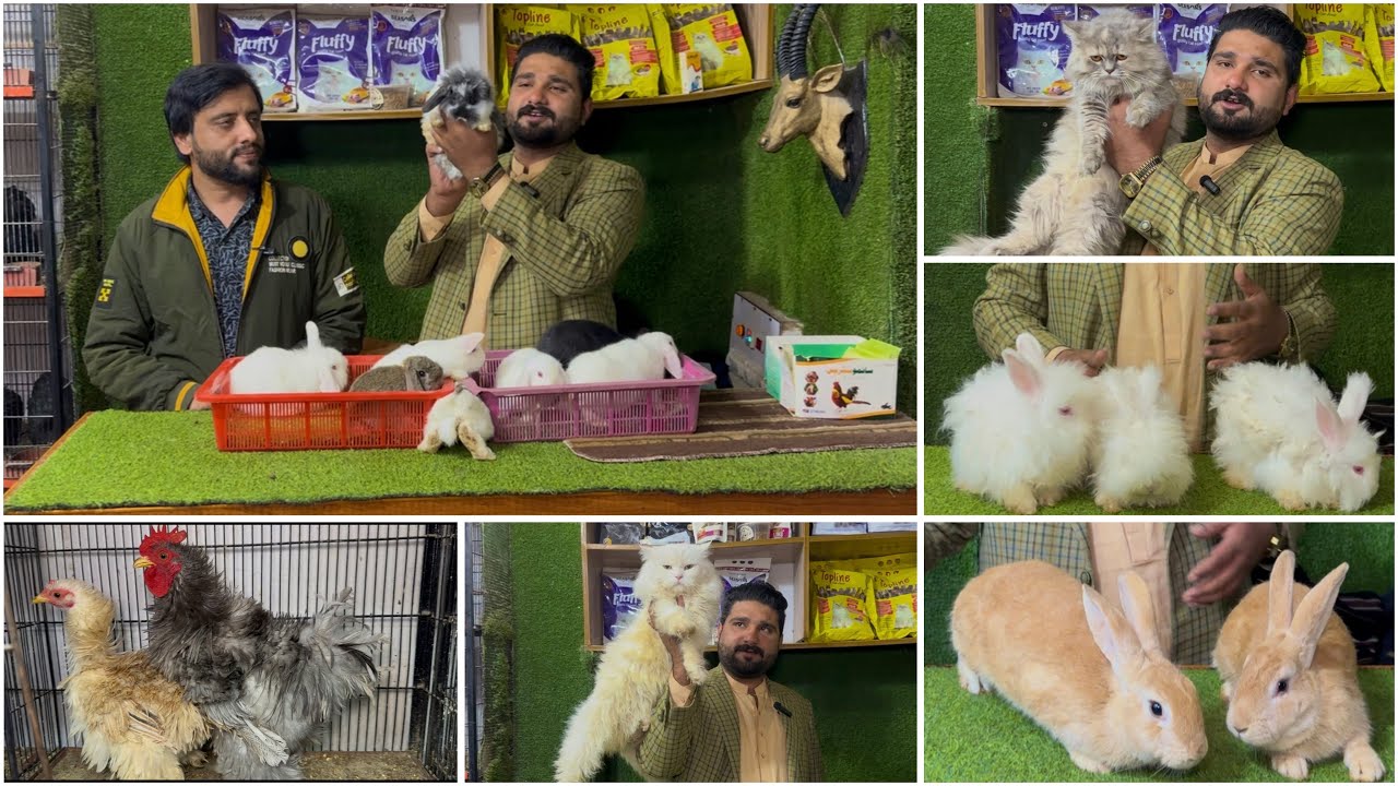Imran Rabbits Multan Birds Market Rasheedabad 22 December 2025 Flemish Giant rabbit ...