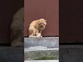 У котика от страха потекла слюна #kaliningrad