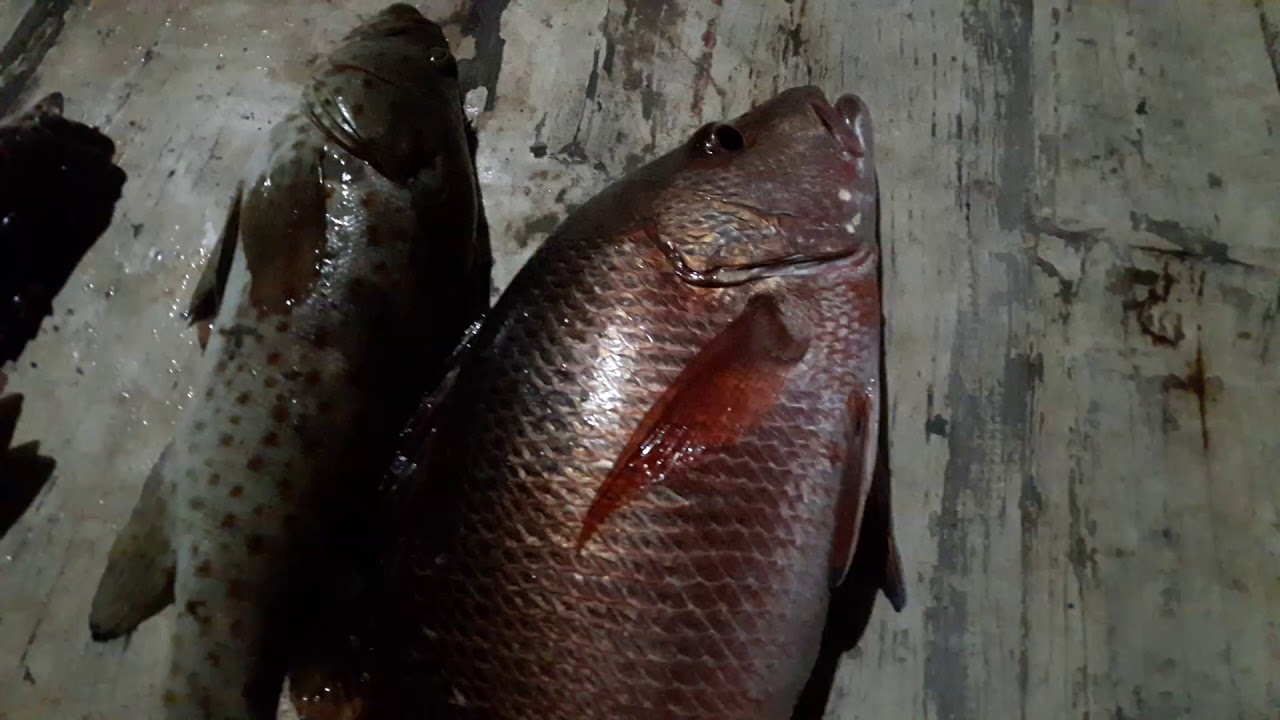  Hasil mancing ikan kakap merah dan ikan kerapu YouTube