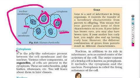 Cell structure and function In Hindi - CBSE NCERT | Class 8 Chapter 8 | Part 2