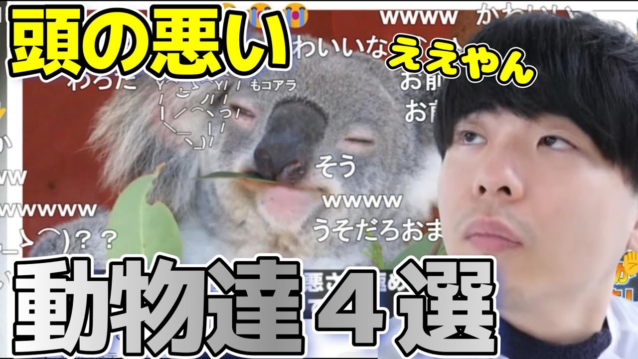 頭が悪すぎる動物たちを見て共感するもこう【2023/4/18】