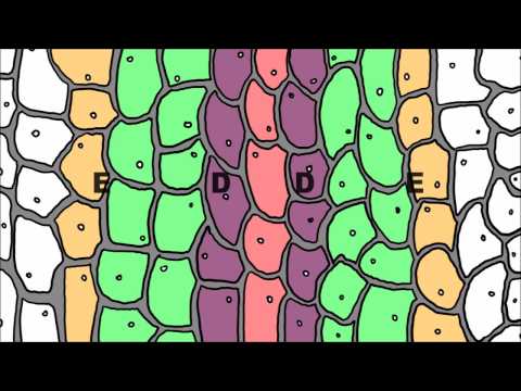 Regulatory Hierarchies in Development, including Hox Genes