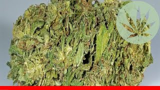 Thc Bomb - All About This Strain