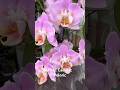 Орхидея Кадиллак бабочка #orchid #обзорорхидей #orchidworld