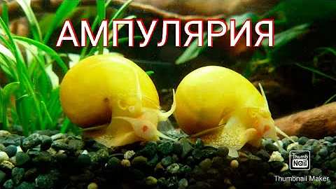 Улитка Ампулярия. Уход , кормление и разведение.