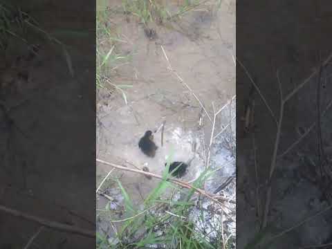 PEROSES MENETASNYA TELUR TIKUSAN MATA MERAH