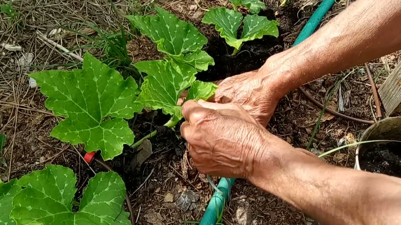 haga esto si quiere tener calabazas rapido.