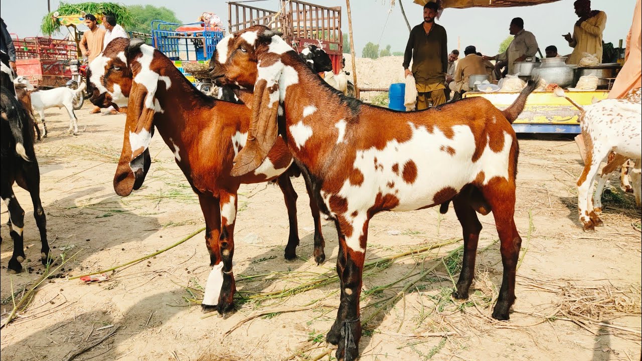 Bakra Mandi Machiwal ki Update Naveed Khan Goats Farm 03135363101