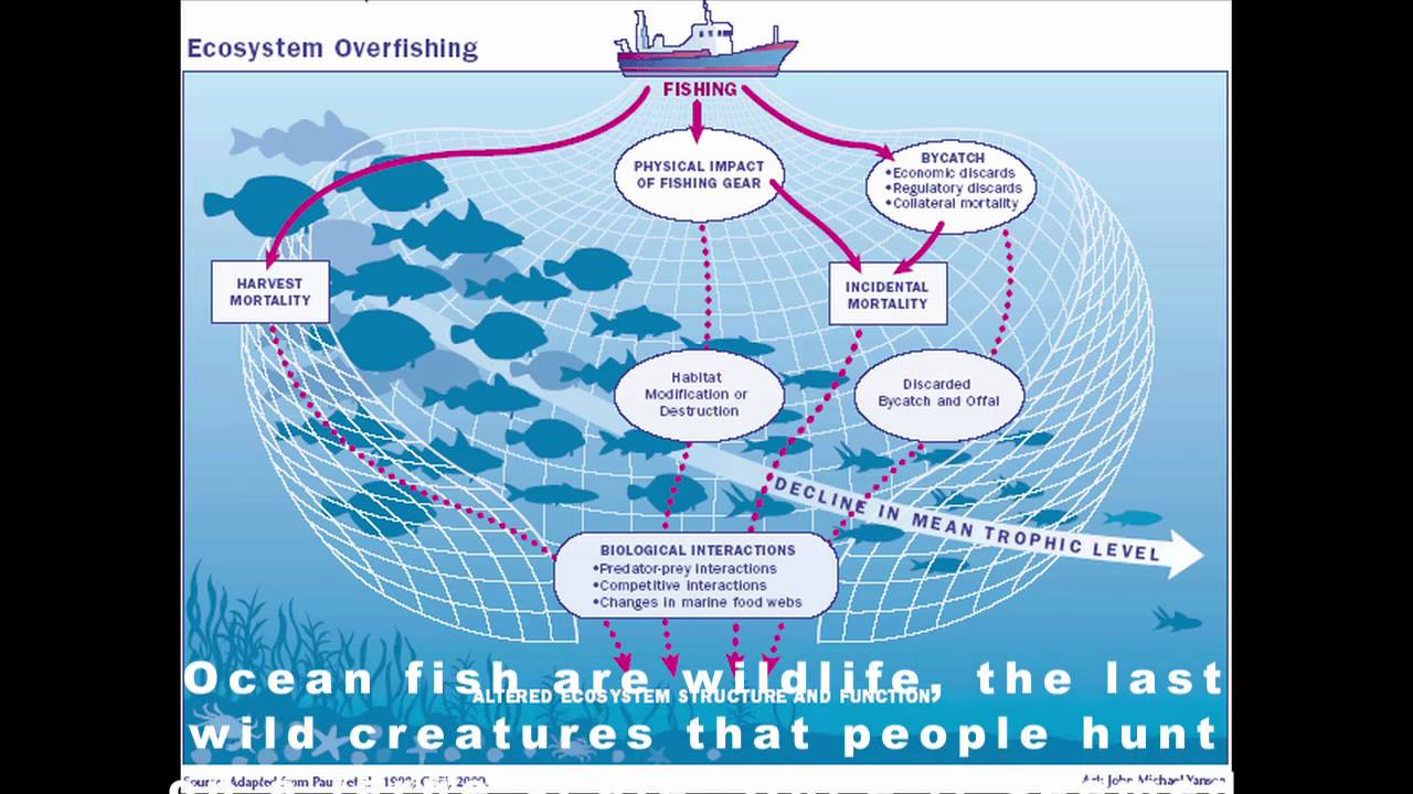 Overfishing. Japan is straining the Worlds resources YouTube