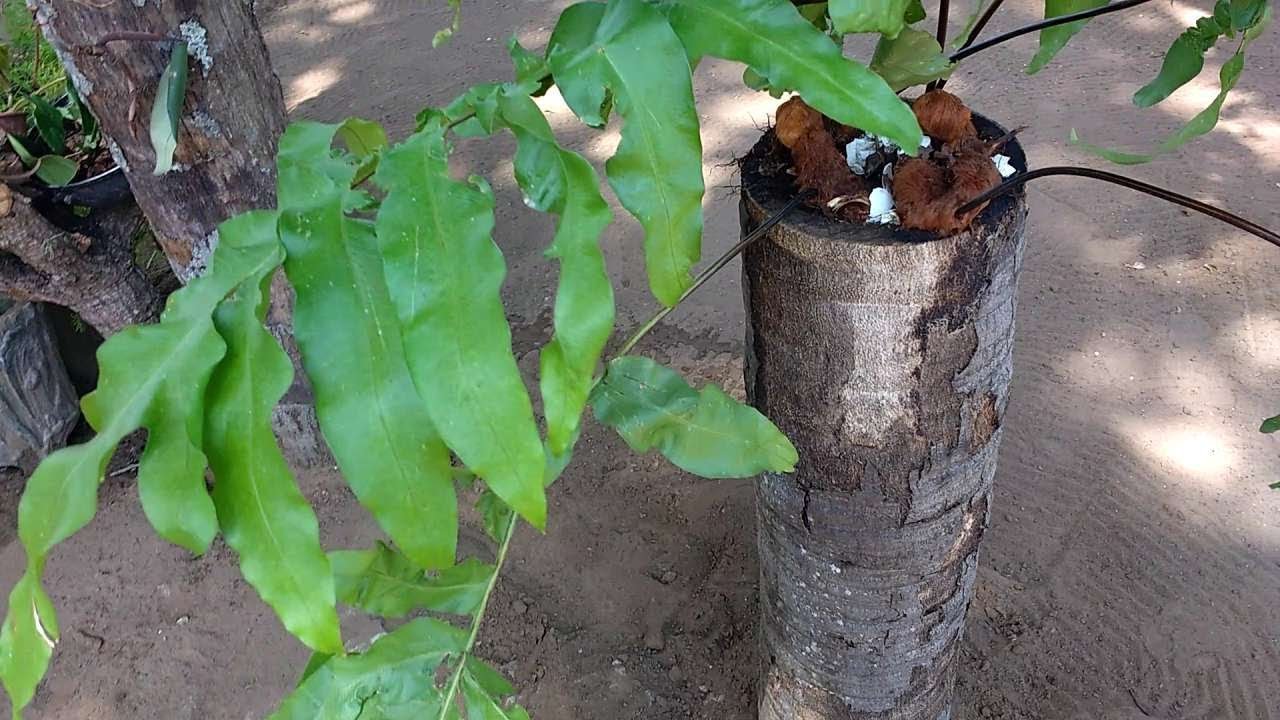 Phlebodium Aureum "Blue Star" - YouTube