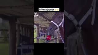 Caballo Hablando Japonés