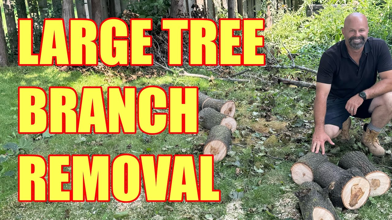 CUTTING DOWN A HUNG UP BRANCH IN A LARGE TREE - YouTube