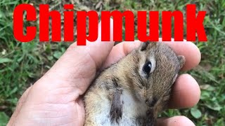 How to Chipmunk Whisper & Killdeer - watch the end. by New England Reptile 3,385 views 4 weeks ago 15 minutes