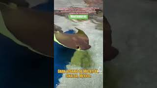 El gran acuario de Mazatlán!! Una maravilla!! #purosinaloa #mazatlan #acuario