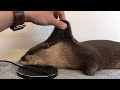 カワウソさくら いつも大人気！飼い主の足枕！限定1セット！ An otter who enjoys the owner's foot pillow