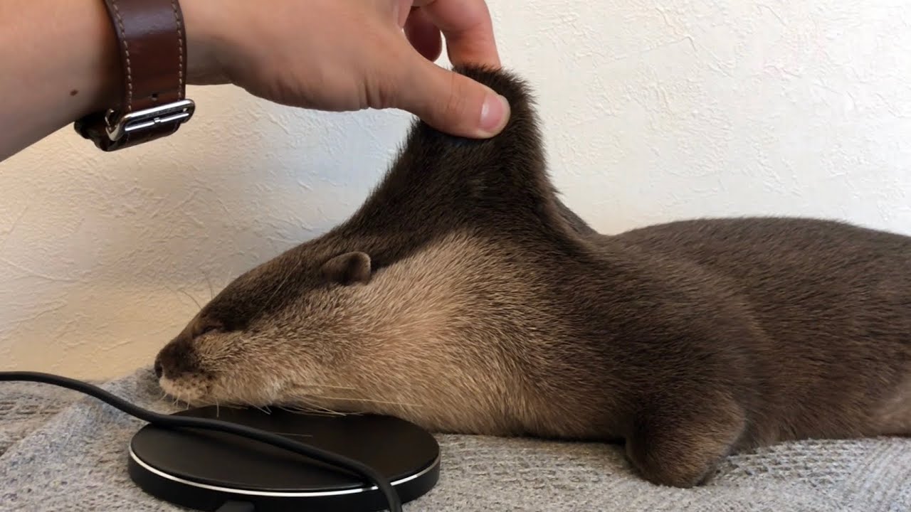 otter sakura who enjoys the owner's foot pillow - YouTube