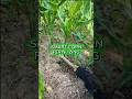 Smart Way to Apply Urea Fertilizer for Corn 🌽
