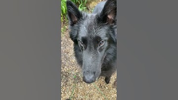 Belgian Sheepdogs are never far from their family!  #dogs #sheepdog #watchdogs