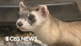 Behind the scenes at a sanctuary for endangered and threatened species How Smithsonian Scientists Are Working To Preserve Endangered Species