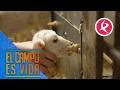 Esther enseña a los borregos más pequeños a mamar de la máquina nodriza | El campo es vida